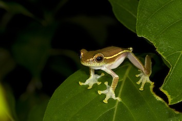 Rhacophorus lateralis