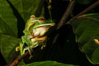 rhacophorus-malabaricus-1-sp-vijayakumar