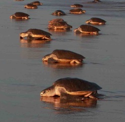 ridley-arribada-2013-1-ks_2