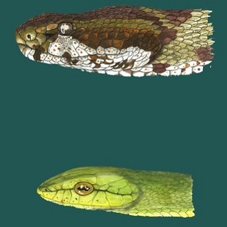 snakes_4