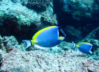 surgeonfish-anne-theo