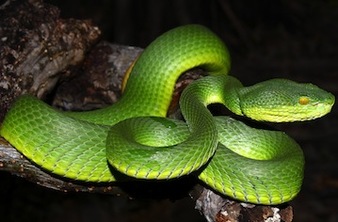 trimeresurus-erythrurus-6-ashok-mallik