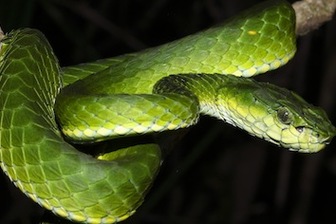 trimeresurus-macrolepis-ashok-mallik