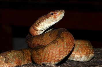 trimeresurus-malabaricus-1-ashok-mallik_orig