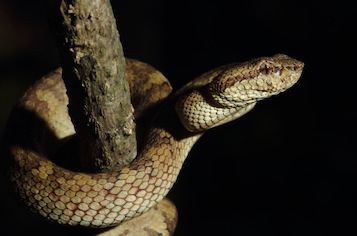 trimeresurus-malabaricus-2-ashok-mallik_orig
