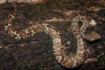 trimeresurus-malabaricus-3-ashok-mallik_orig