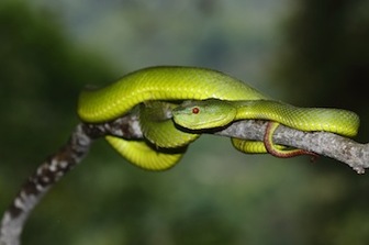 trimeresurus-popeiorum-1-ashok-mallik
