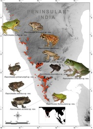 vijayakumar-et-al-new-lineages-of-raorchestes-2014-figure2_1