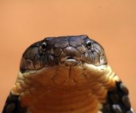 king-cobra-gowrishankar